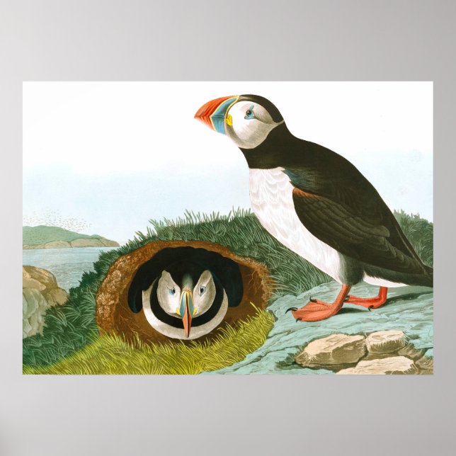 Puffin by John James Audubon Poster (Front)