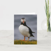 Puffin Card
