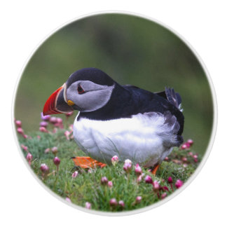 Puffin Coaster Ceramic Knob