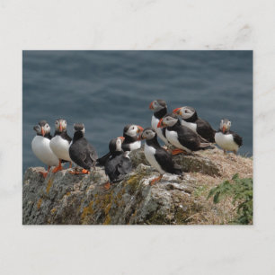 Puffin Convention Postcard