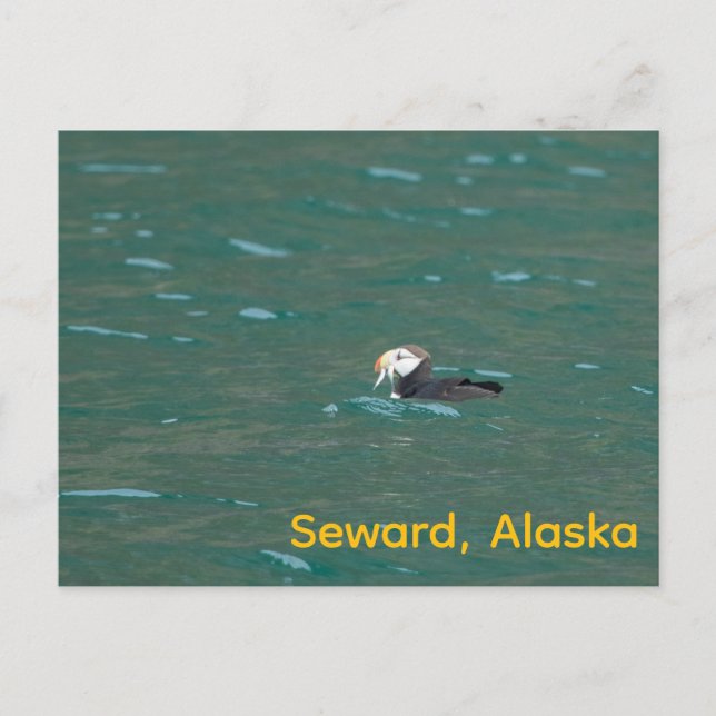 Puffin eating fish holiday postcard (Front)