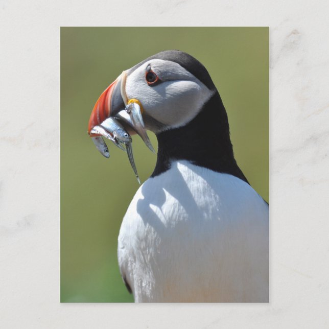 Puffin Fisherman Postcard (Front)