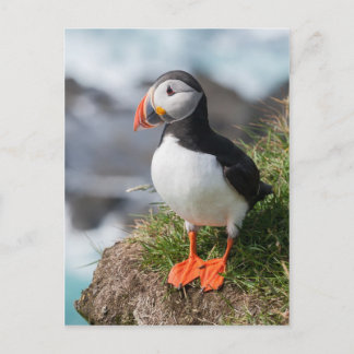 Puffin Fratercula arctica at Látrabjarg Iceland Postcard