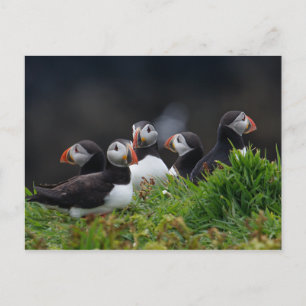 Puffin Gang Postcard