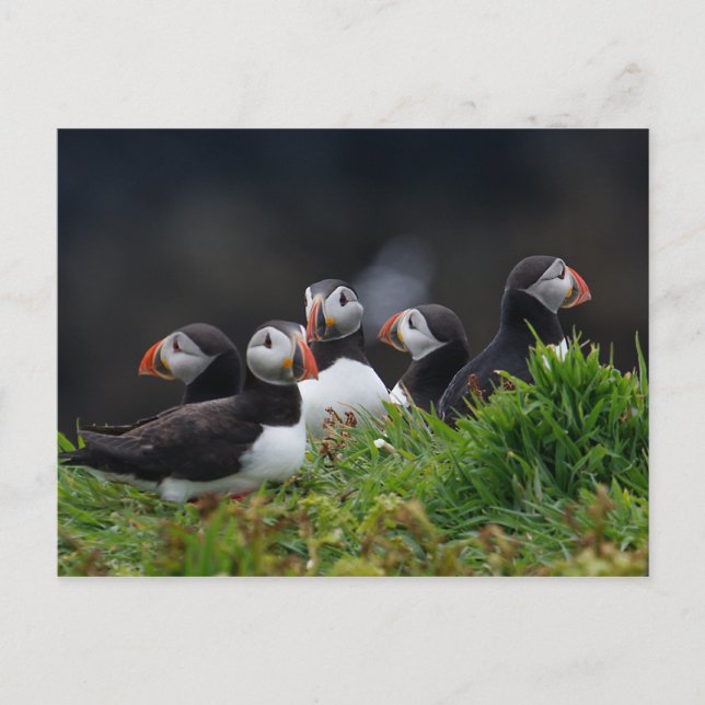 Puffin Gang Postcard (Front)