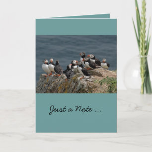 Puffin Greeting Cards