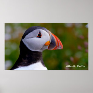 Puffin image for Poster