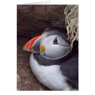 Puffin in a Burrow