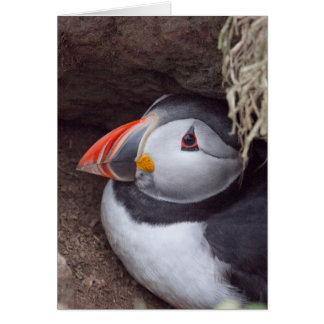 Puffin in a Burrow