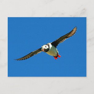 Puffin in flight skellig Islands Ireland Postcard