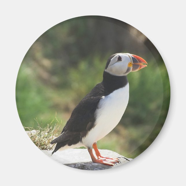 Puffin Magnet (Front)