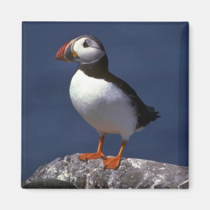 Puffin Magnet