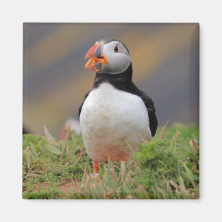 Puffin Magnet