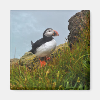 Puffin on a Cliff Fridge Magnet