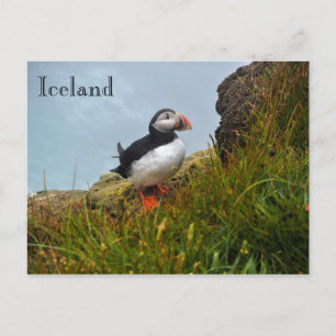 Puffin on a Cliff in Iceland Postcard