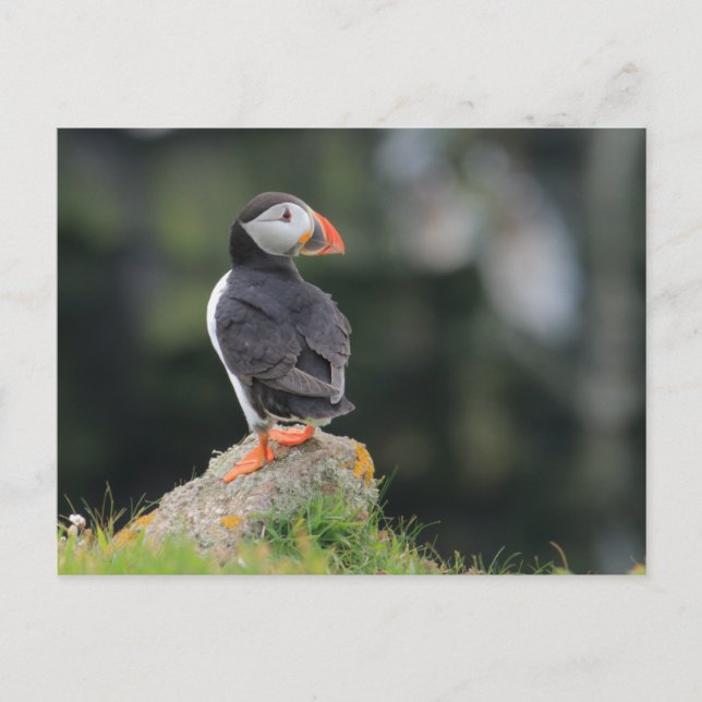 Puffin on a Rock Postcard (Front)