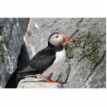 Puffin on rocks sculpture standing photo sculpture<br><div class="desc">Atlantic puffin on rocks</div>