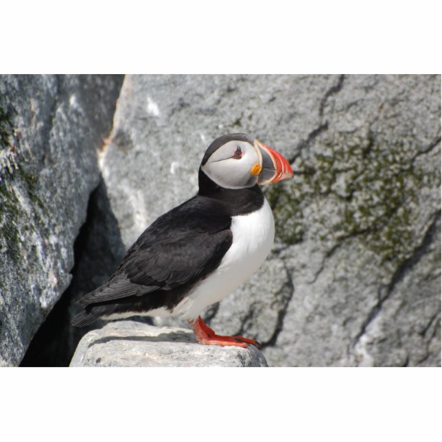 Puffin on rocks sculpture standing photo sculpture (Front)