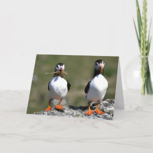 Puffin Pair blank greeting card