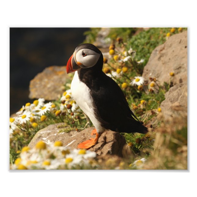 Puffin Photo Print (Front)
