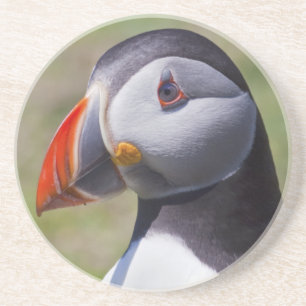 Puffin Portrait Coaster