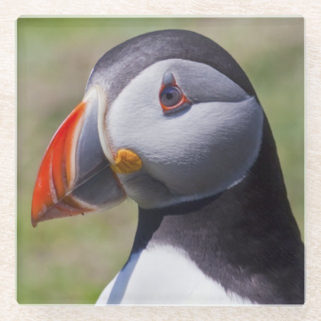 Puffin Portrait Glass Coaster (Front)