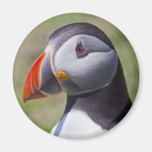 Puffin Portrait Magnet