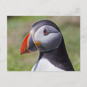 Puffin Portrait Postcard