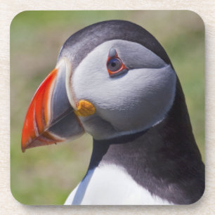 Puffin Portrait Set of 6 Coasters
