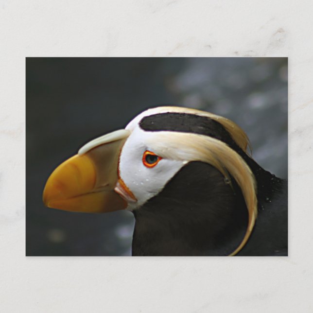 Puffin Postcard (Front)