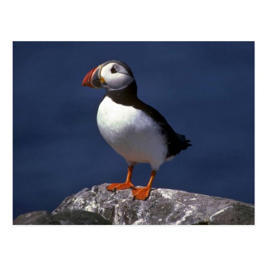 Puffin Postcard