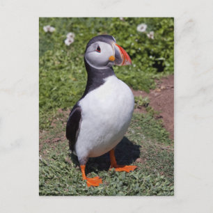 Puffin Postcard