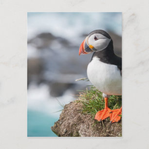 Puffin Postcard