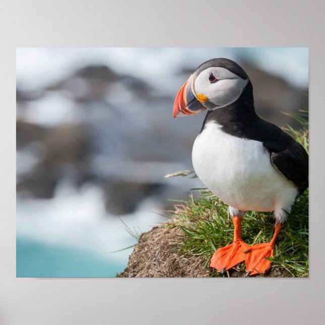 Puffin Poster (Front)