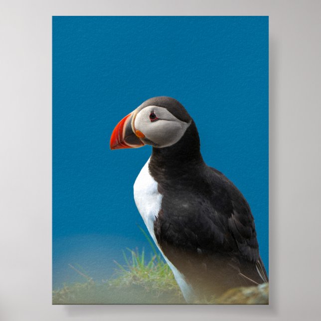 Puffin Poster (Front)