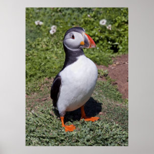Puffin Print