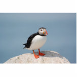 Puffin sculpture standing photo sculpture<br><div class="desc">Atlantic puffin</div>