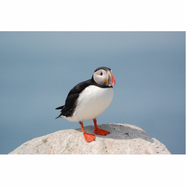 Puffin sculpture standing photo sculpture (Front)