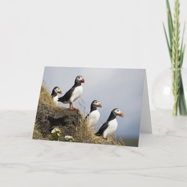 Puffins Card (Front)