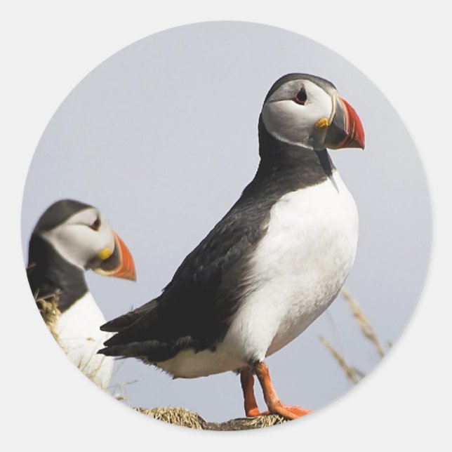 Puffins Classic Round Sticker (Front)