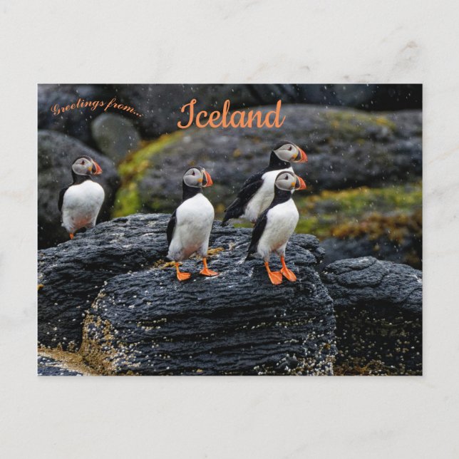 Puffins in the Rain in Iceland Postcard (Front)
