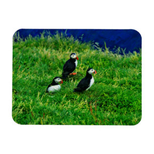  Puffins  Magnet