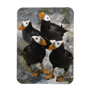 Puffins... Magnet