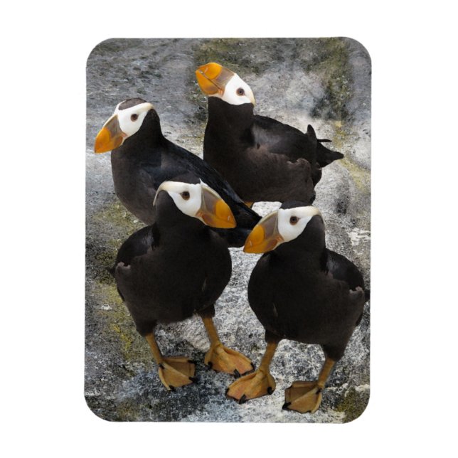 Puffins... Magnet (Vertical)