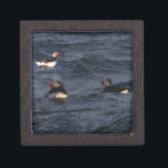 Puffins off the coast of Maine Gift Box<br><div class="desc">Puffins fishing for their young off the coast of Maine</div>