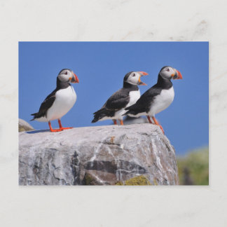 Puffins on the Farne Islands post card