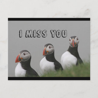 Puffins postcard