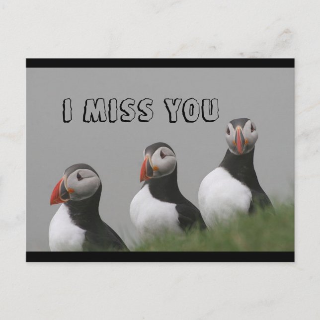 Puffins postcard (Front)
