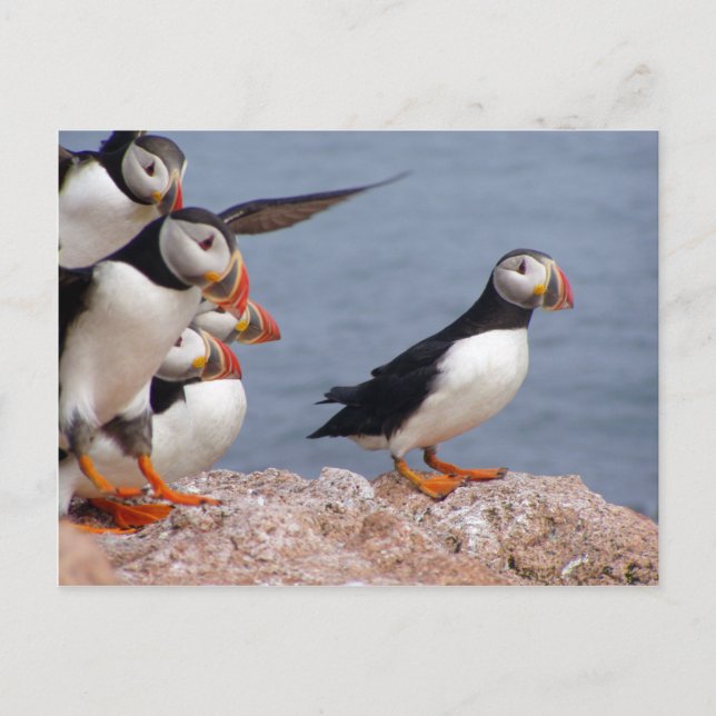 Puffins Postcard (Front)