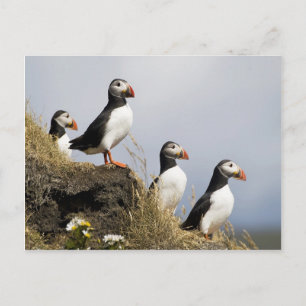 Puffins Postcard